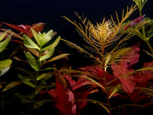 Quelques généralité sur les plantes....