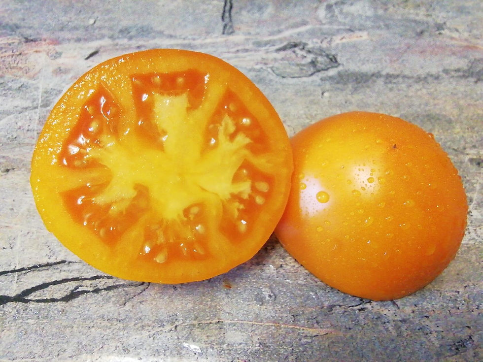 Thumbnail: 1984 - Оrange tulip / Оранжевый тюльпан