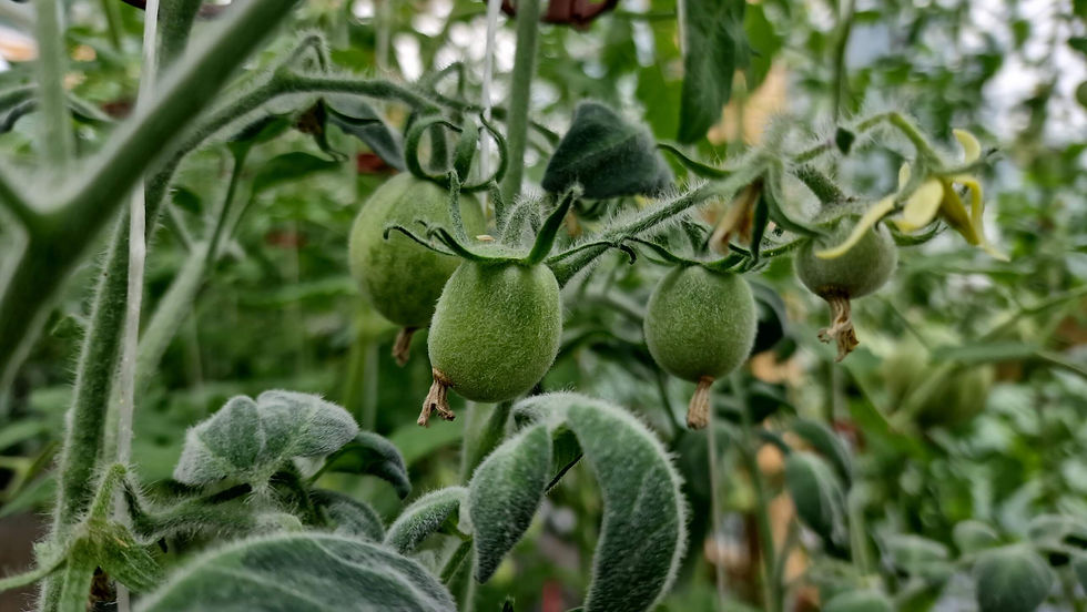 Thumbnail: 1351 - Woolly  Green Zebra / Пушистая зелёная Зебра