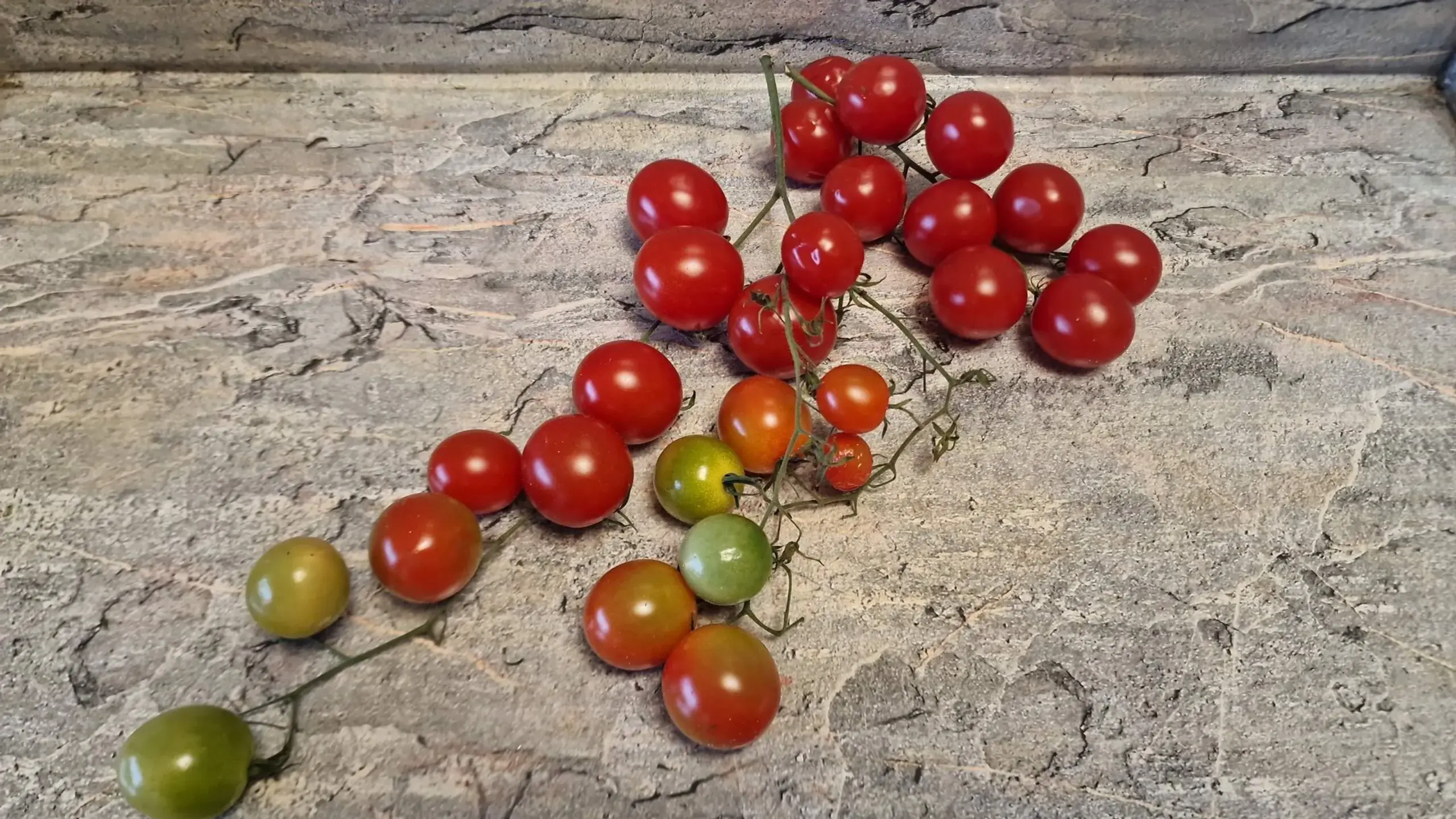 4312 - Kozula 14/1 Winogronek / Козула 14/1 Виноград