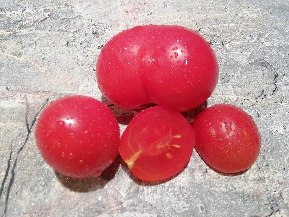 2530- Dwarf Bendigo Blush / Гном румяна Бендиго