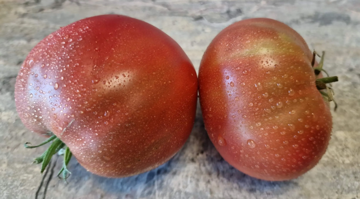 1846 - Kozula 126+Grand   /  Козула 126+Большой