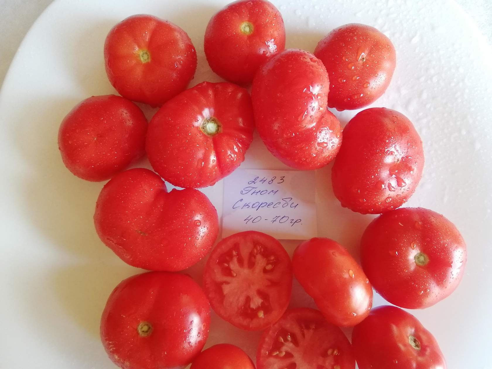 2483- Scoresby Dwarf  / Гном Скоресби