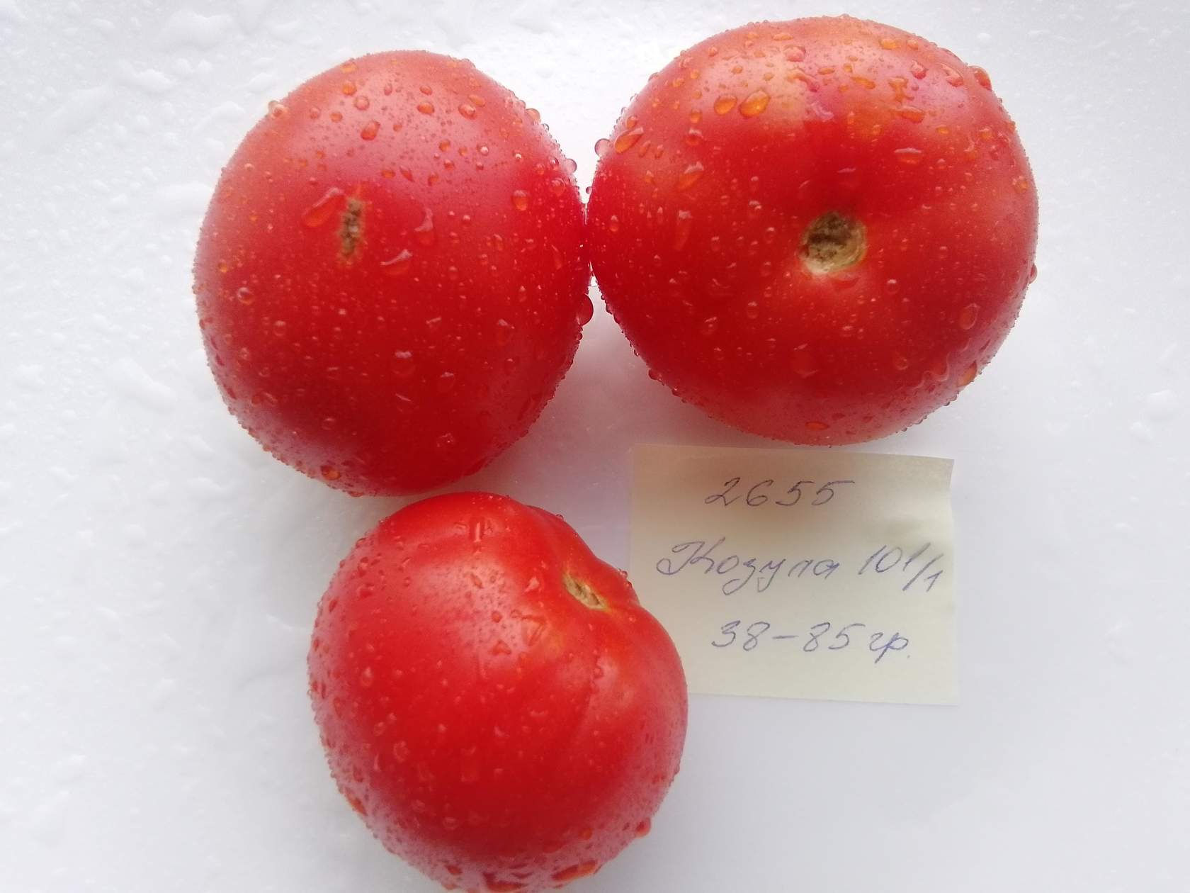 2655 - Kozula 101-1  / Козула 101-1