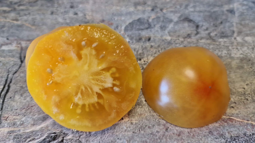 Thumbnail: 4434 - Almaty Yellow Tulip / Алматинский Жёлтый Тюльпан