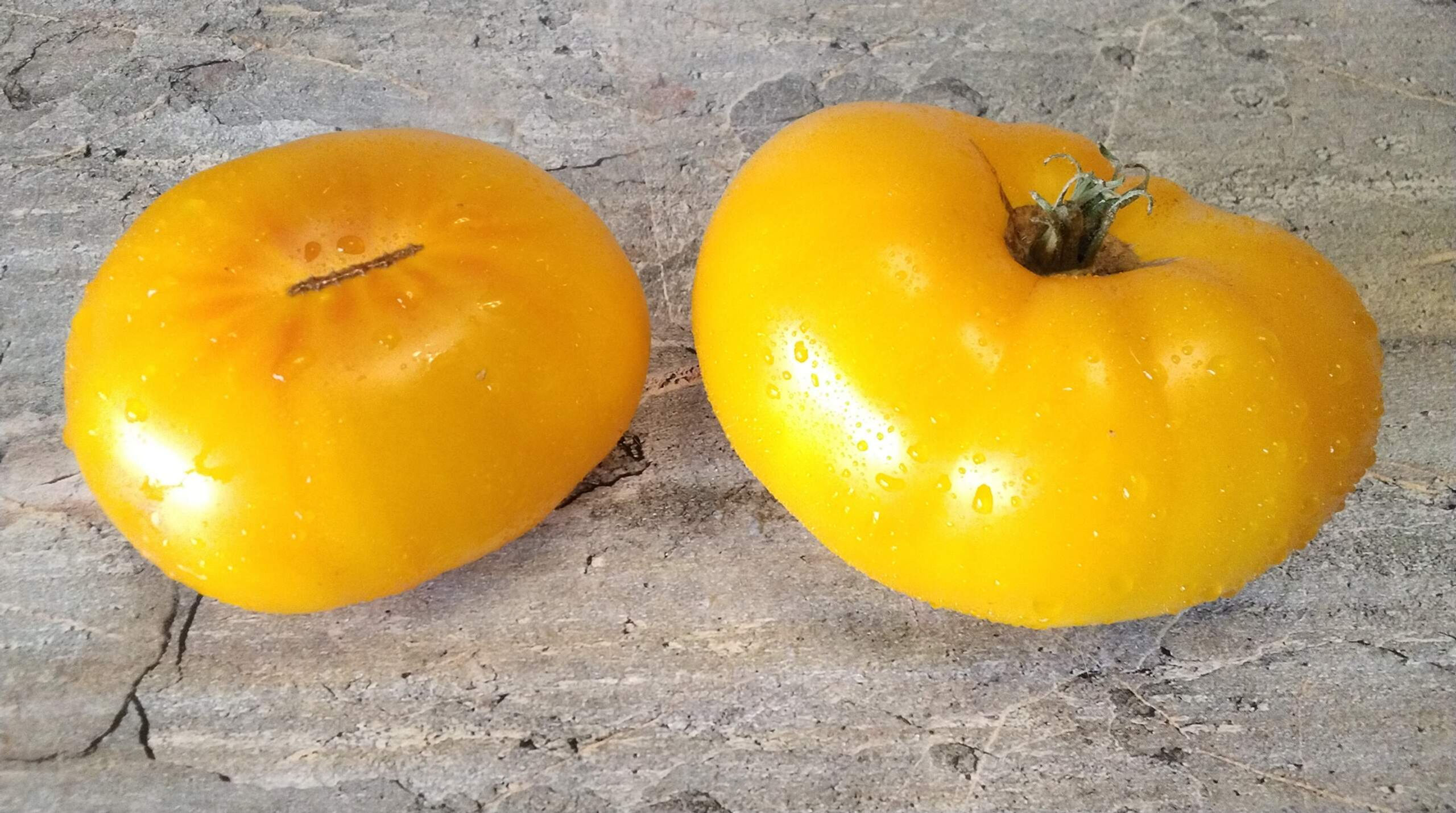 2912 - Tasmanian Blushing / Тасманское покраснение