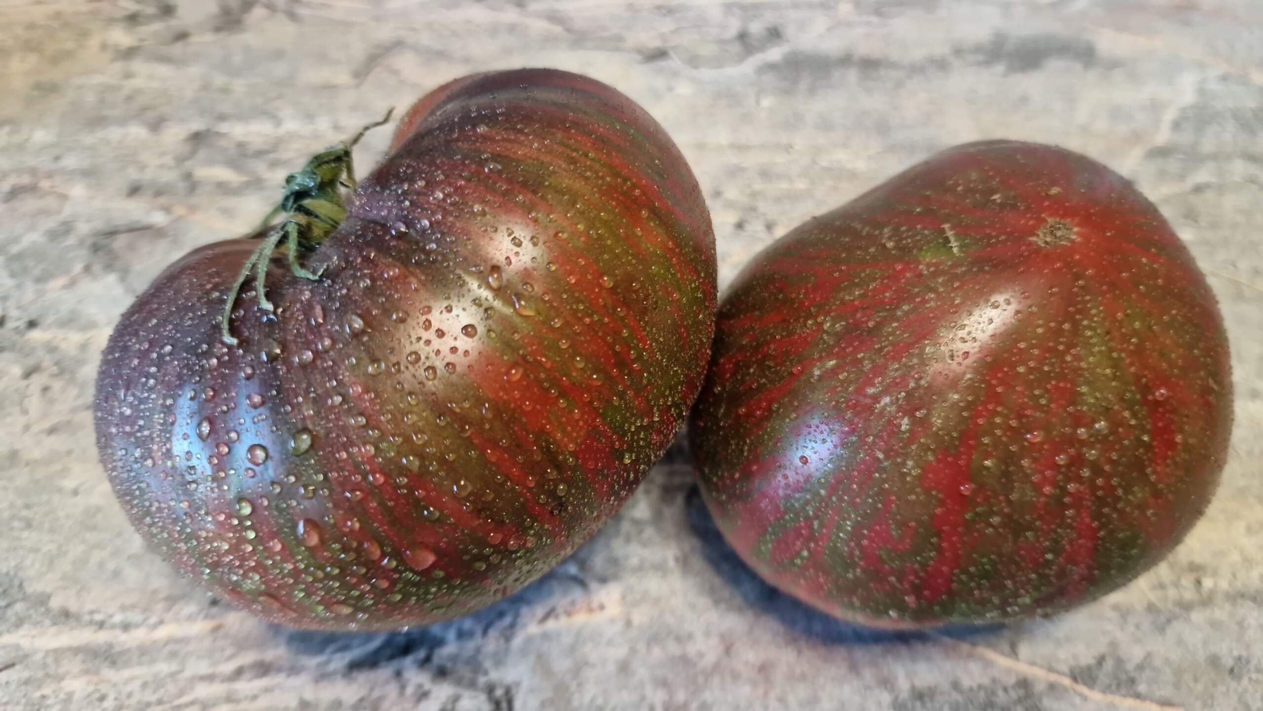 4736 - Vivat Victoria F1 / Виват Виктории