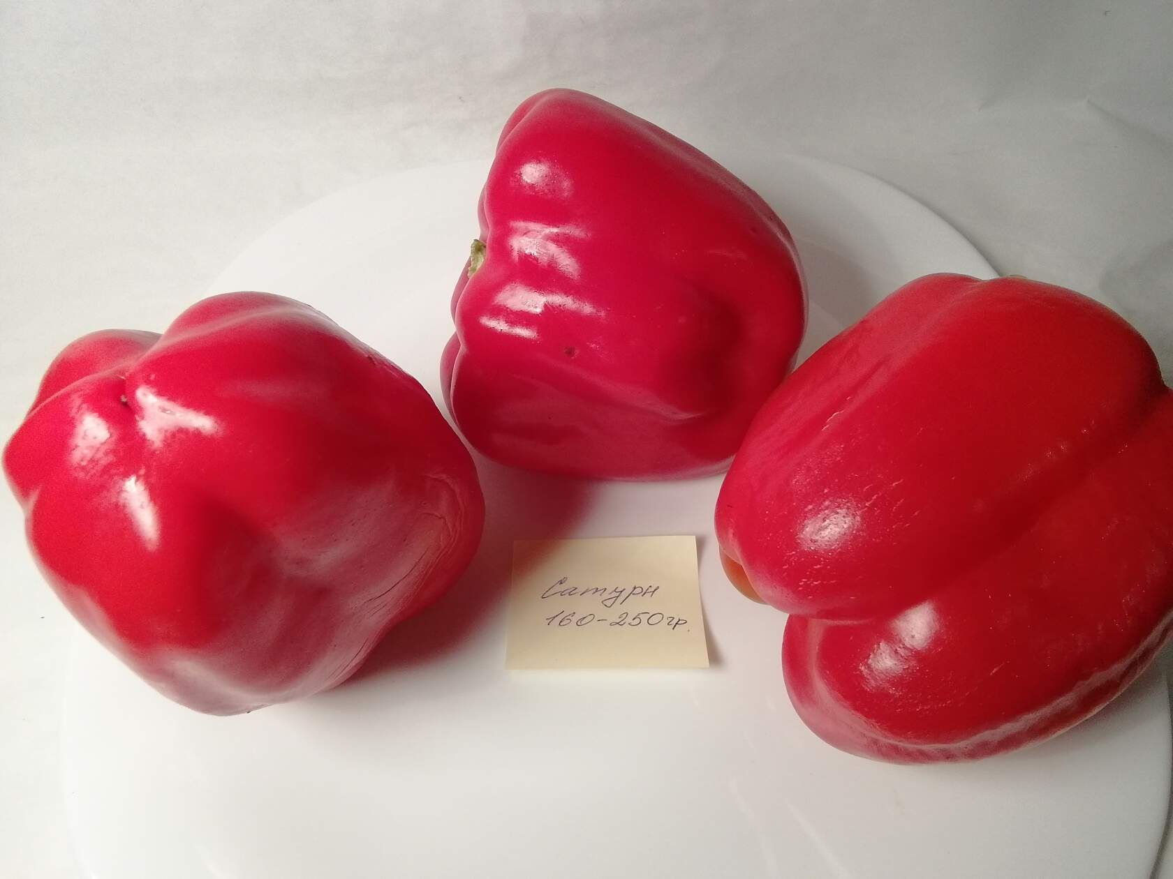 П 481 - Saturn  / Сатурн