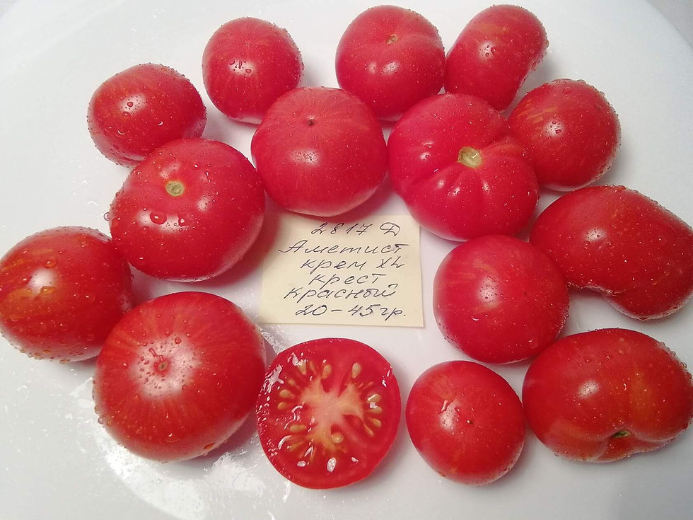 E-74 - Amethist cream XL Cross RED / Аметист крем XL Крест Красный