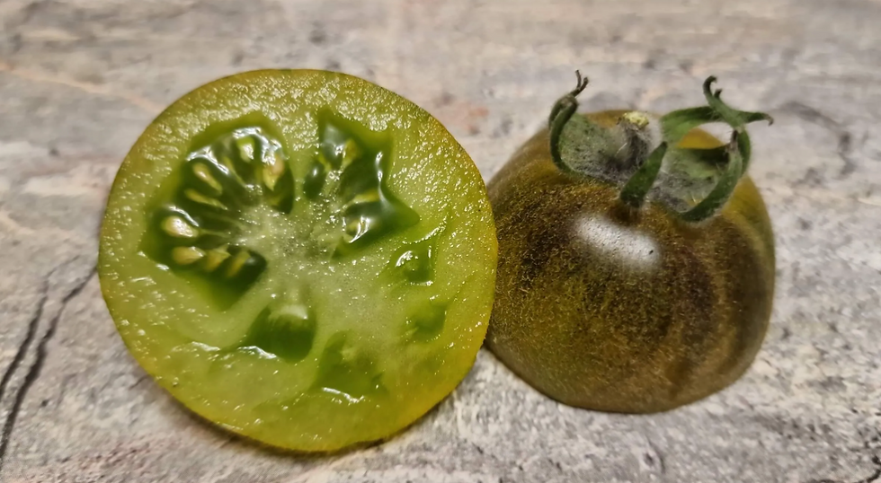 Thumbnail: 1351 - Woolly  Green Zebra / Пушистая зелёная Зебра