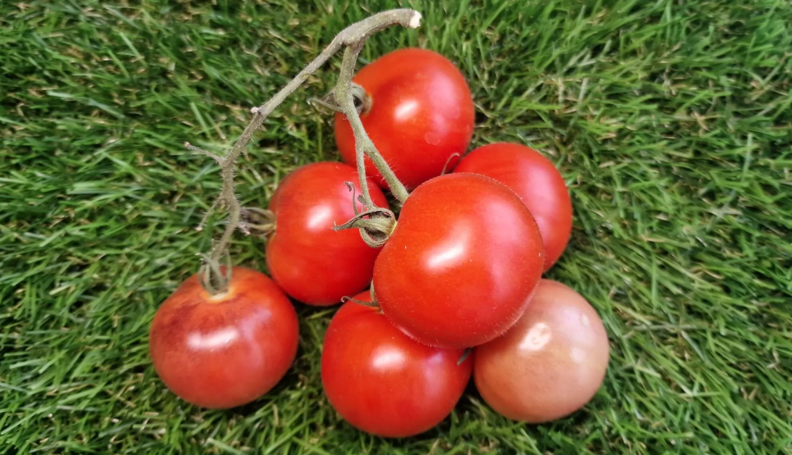 4826 - Microdwarf Superbunny / Микро гном Супер кролик