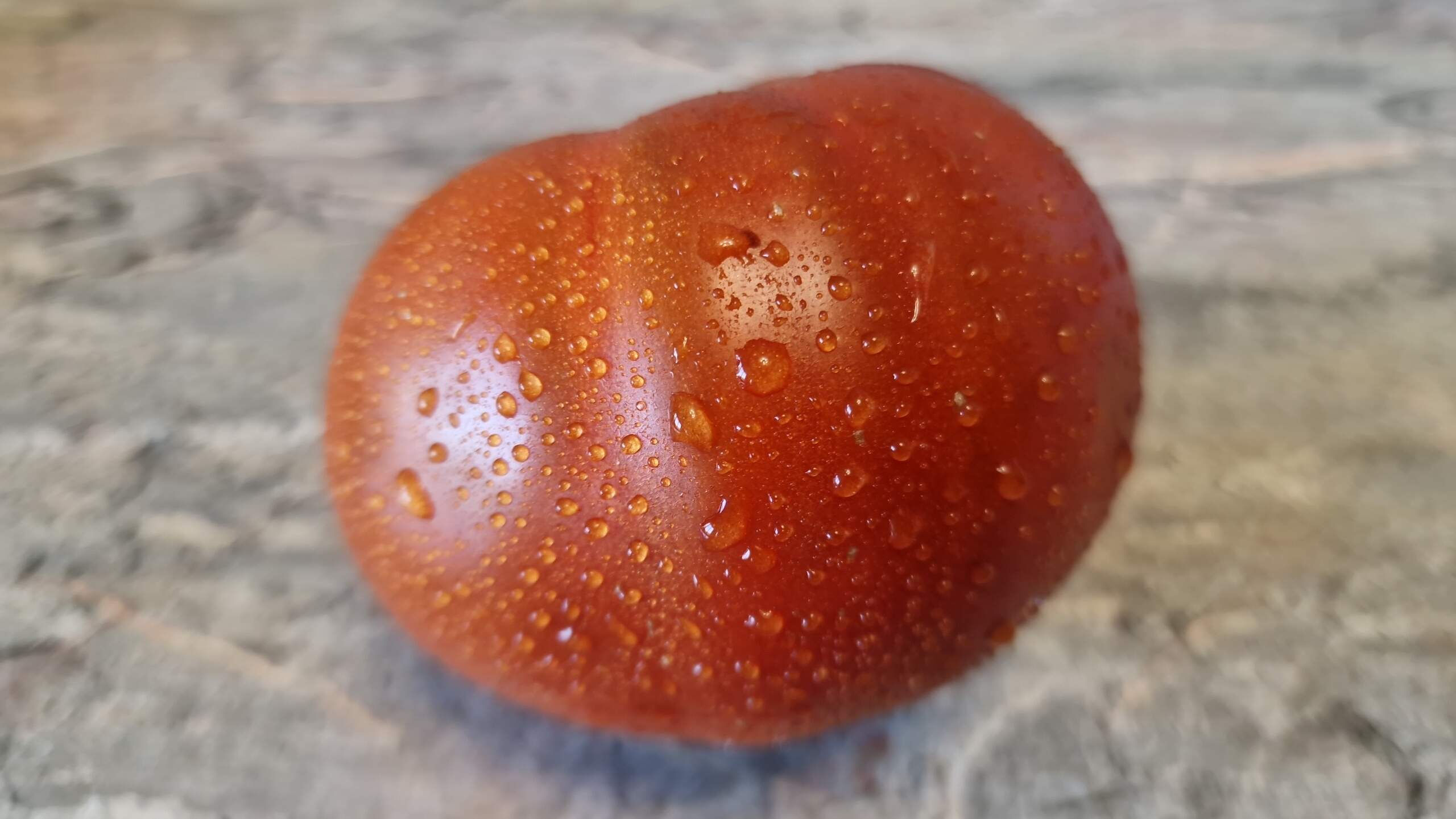 4396А - Chocolate Rose F1 / Шоколадная роза