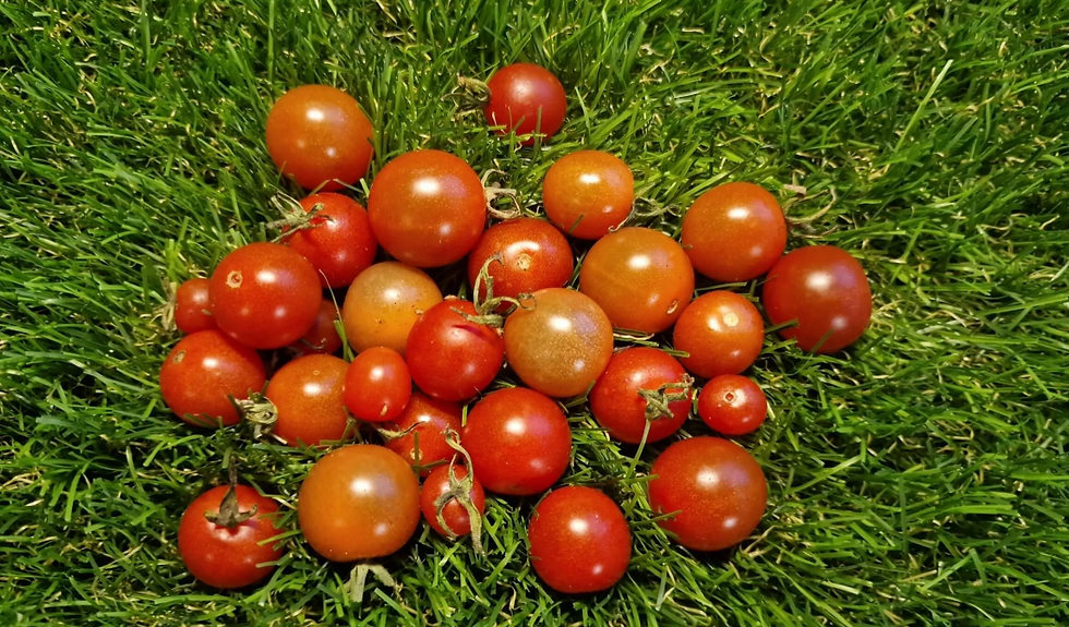 4883 - Josh’s Garnet / Гранат Джоша