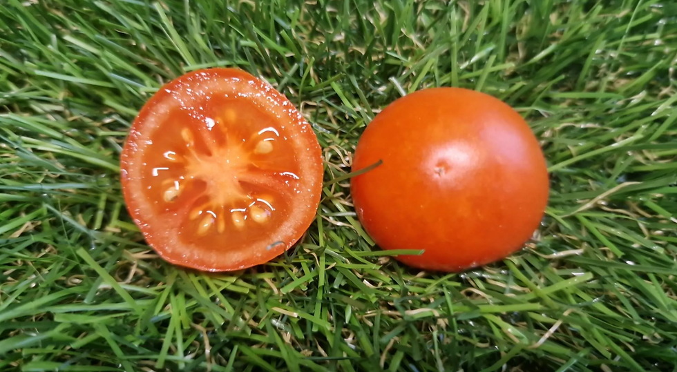 Thumbnail: 5245 - Sweet sea buckthorn / Сладкая облепиха