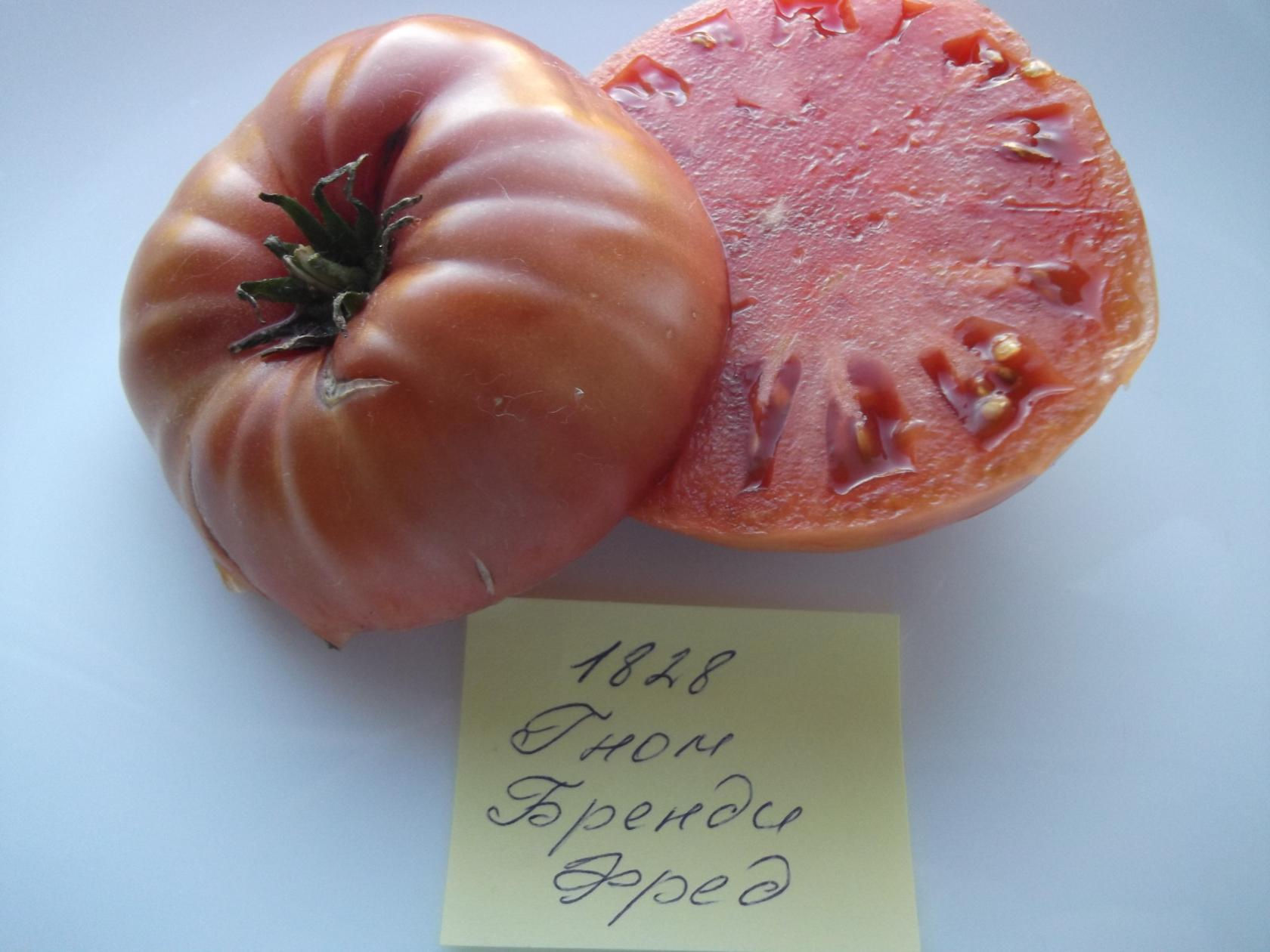 1828- Dwarf Brandy Fred  / Гном Бренди Фред