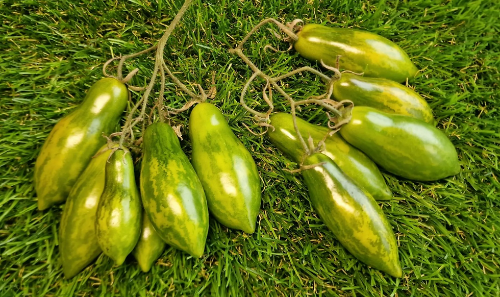 4848 - Gel / Гель