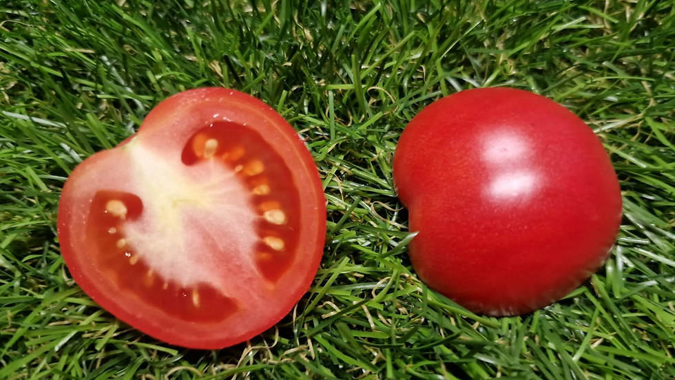 Thumbnail: 4819 - Dwarf Flashy Ace Variegated / Гном Яркий туз пёстрый