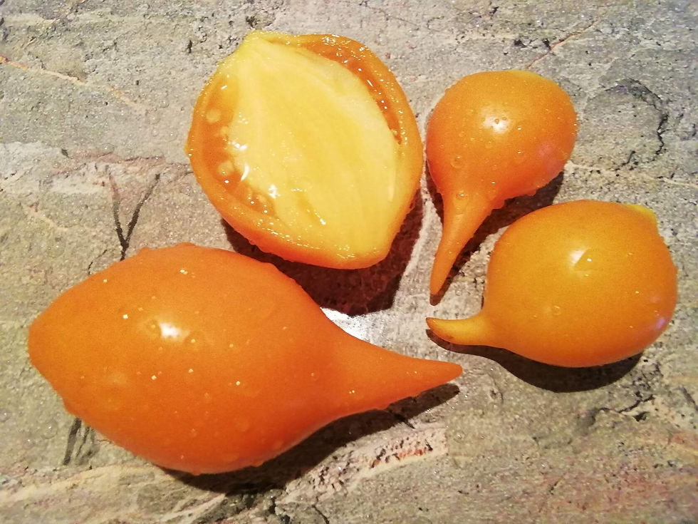 2843 - Orange Walk / Оранжевая прогулка