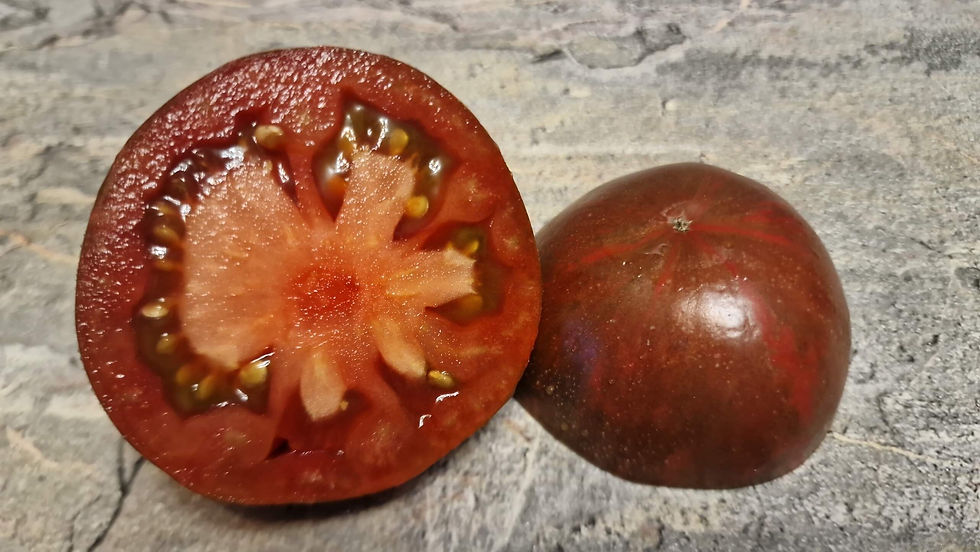 Thumbnail: 1743 - Kozula 138 Malinowa Zebra st. /Козула 138 Малиновая Зебра