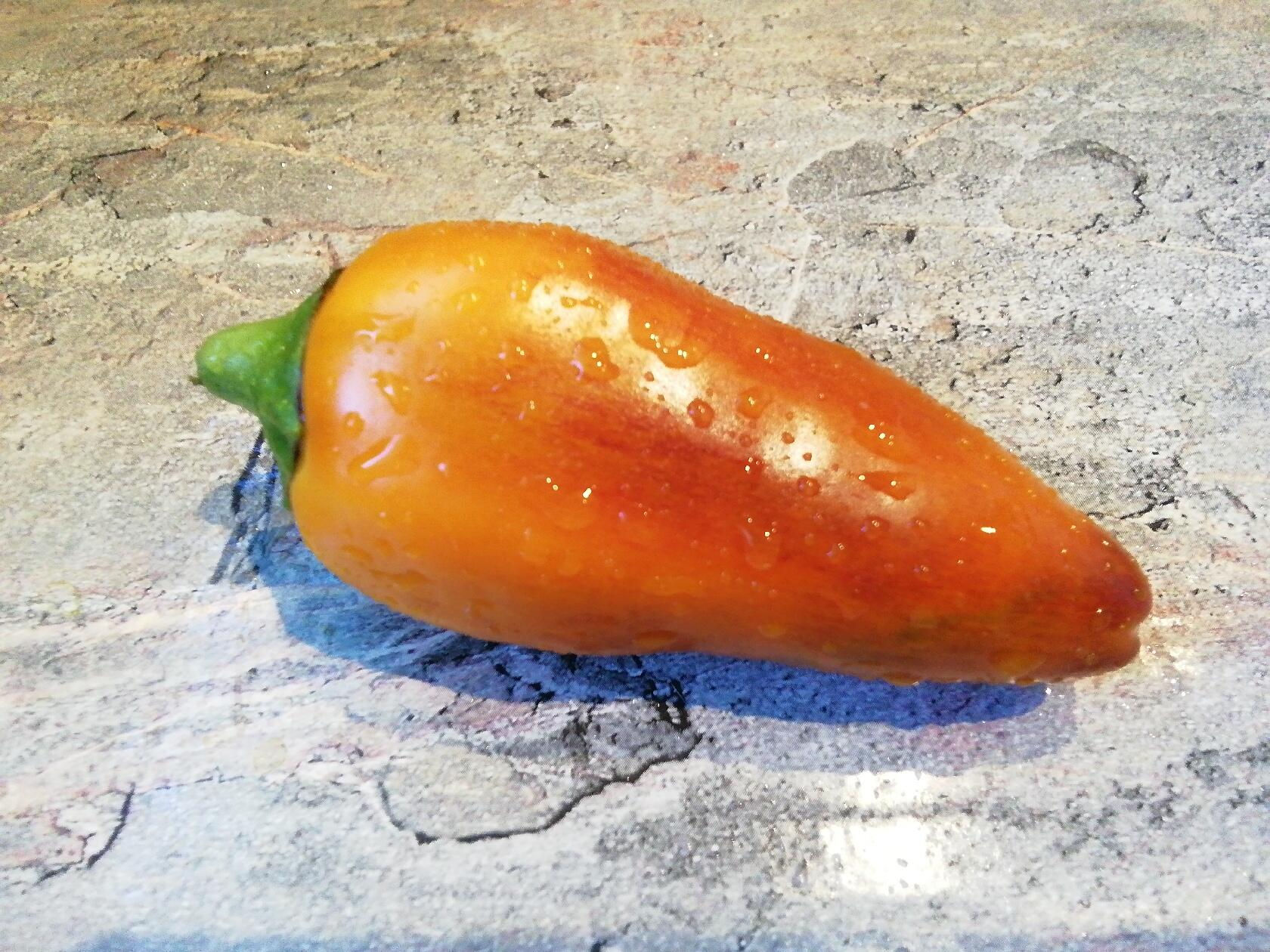 П 465 - Bagira's Seedling 2  / Сеянец Багиры 2