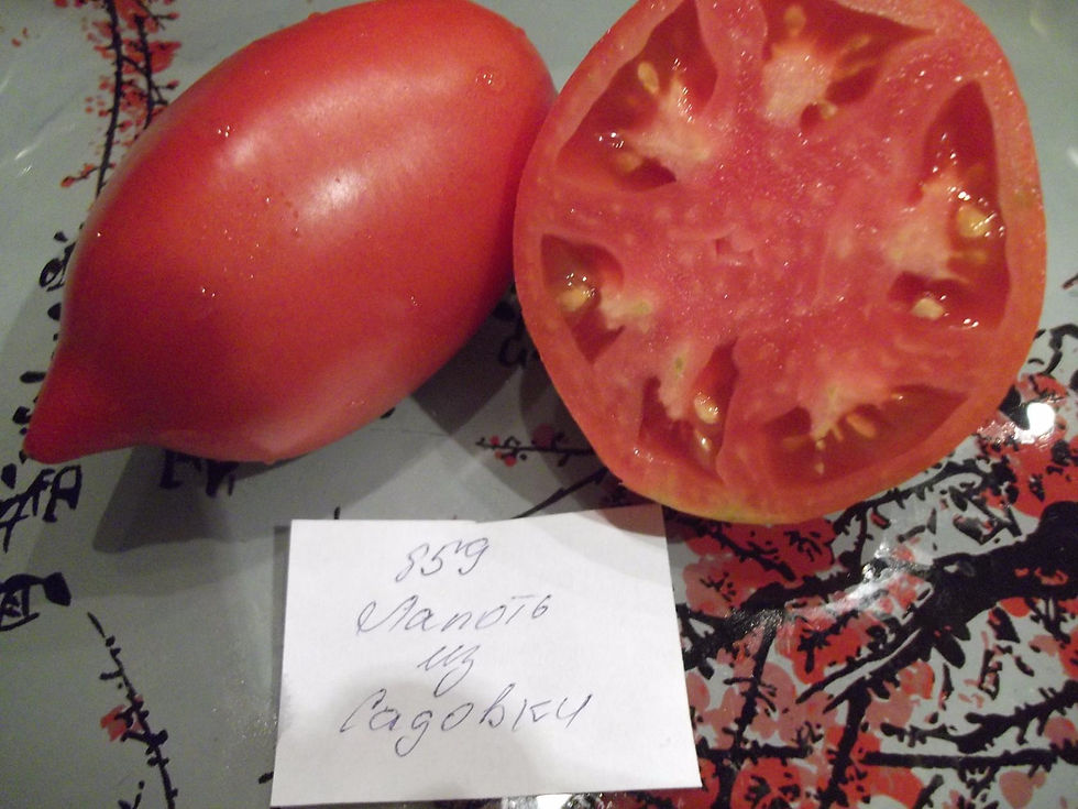 859 - Sadovsky boot \ Лапоть из садовки