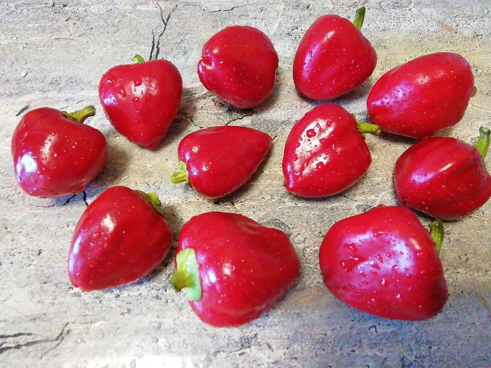 П 204 - Paradiso / Рай