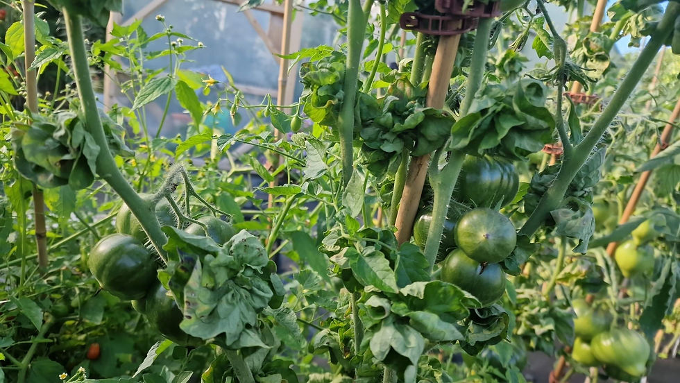 Thumbnail: 4343 - Stick Elegance F4 / Палка Элегантность