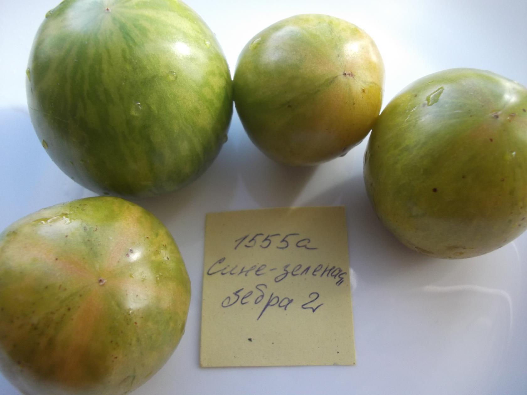 1555 А - Blue Green Zebra 2 / Сине-зелёная зебра 2