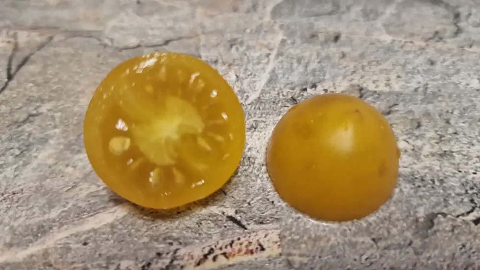 Thumbnail: 4620 - Microdwarf Shadow Boxing Yellow  / Микро гном Жёлтый бой с тенью