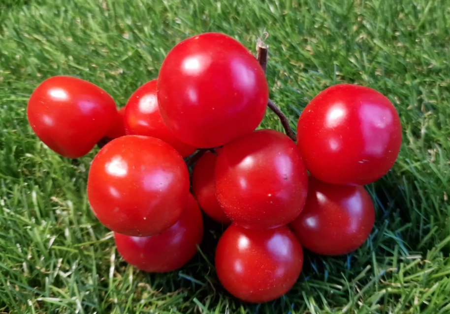 5481 - Red Viburnum / Калина Красная