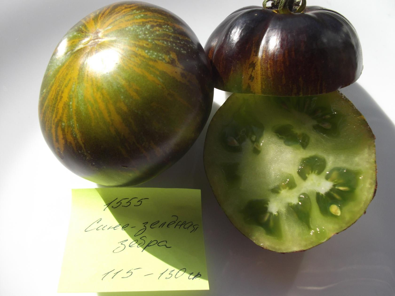 1555 - Blue Green Zebra /Сине-зелёная зебра