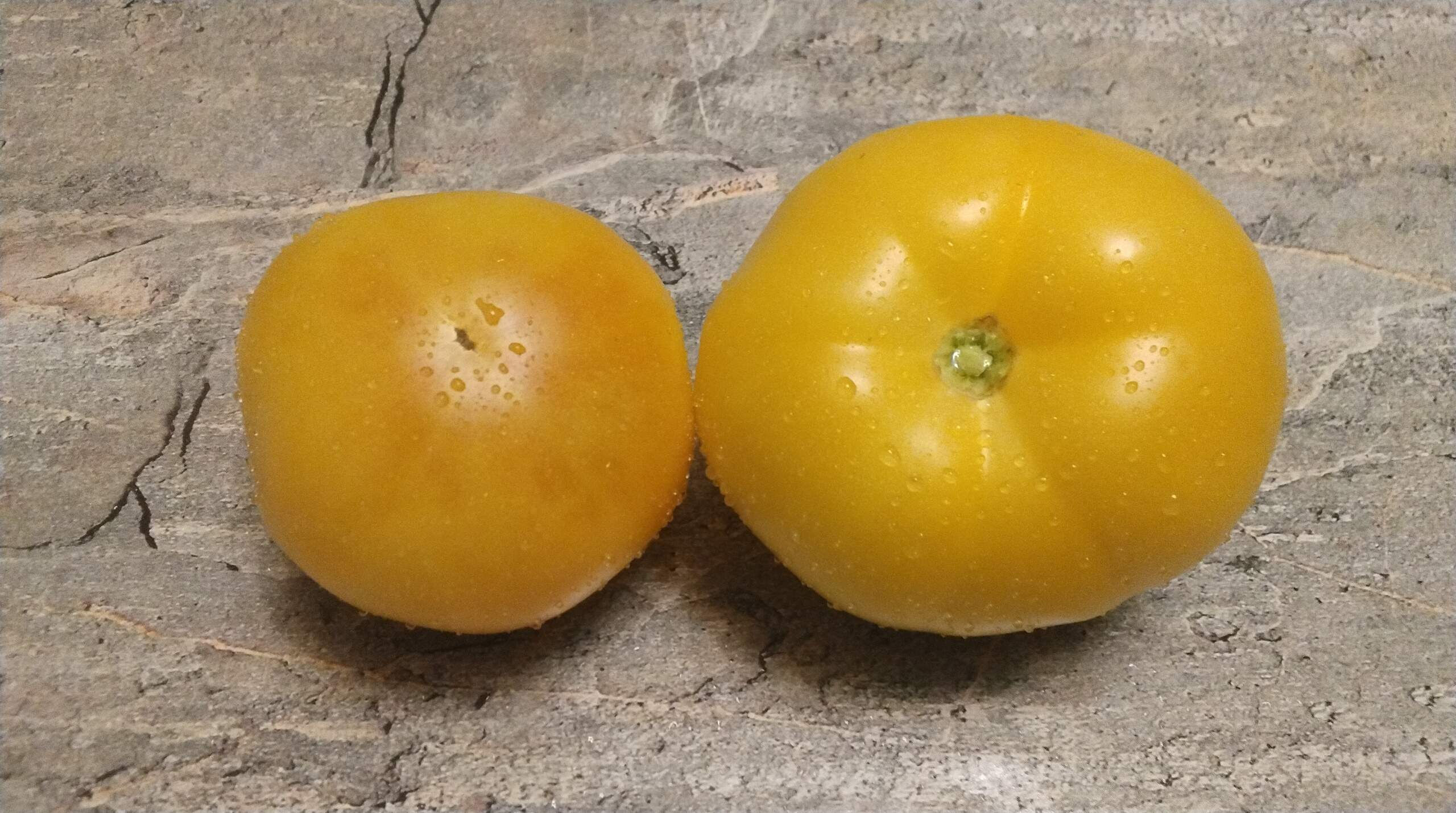 4204 - Thornburn’s Lemon Blush / Лимонный румянец Торберна