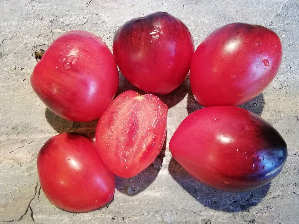 2867 -Pascal from Picardy heart-shaped / Паскаль из Пикардии сердцевидный роз.