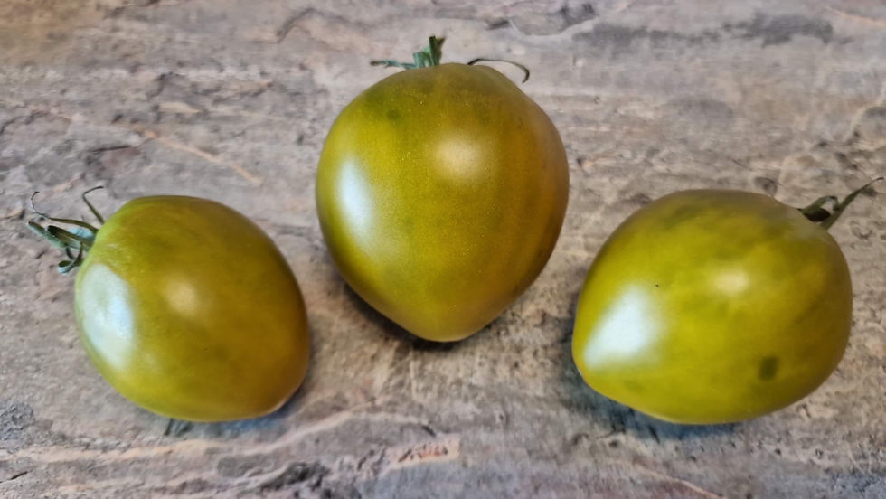 4264 - Colonial yellow variant GWR / Колониальный желтый вариант GWR