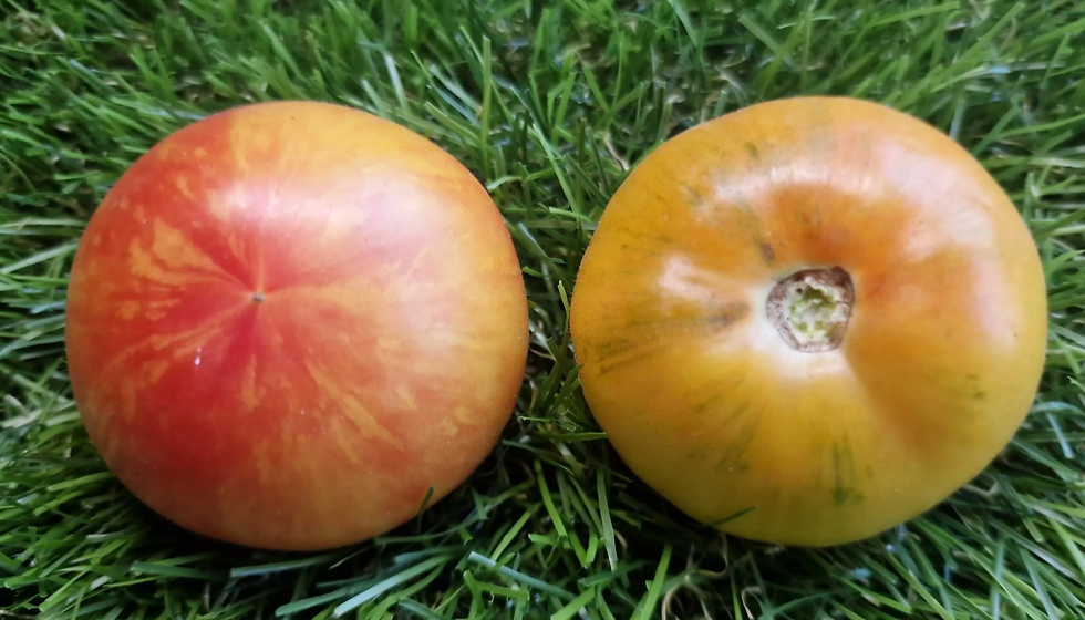 4260 - Dwarf Sweet Salty / Гном Сладко Солоно