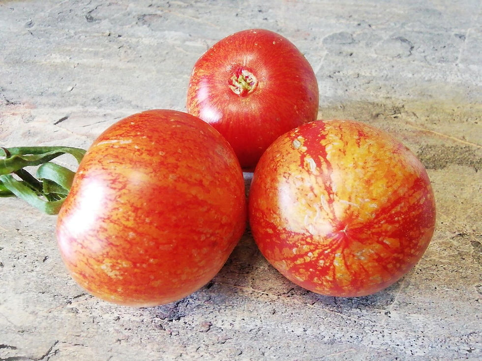 4101 - Maria Koller / Мария Коллер