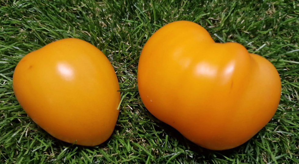 4811 - Dwarf Hard Times / Гном Тяжёлые времена