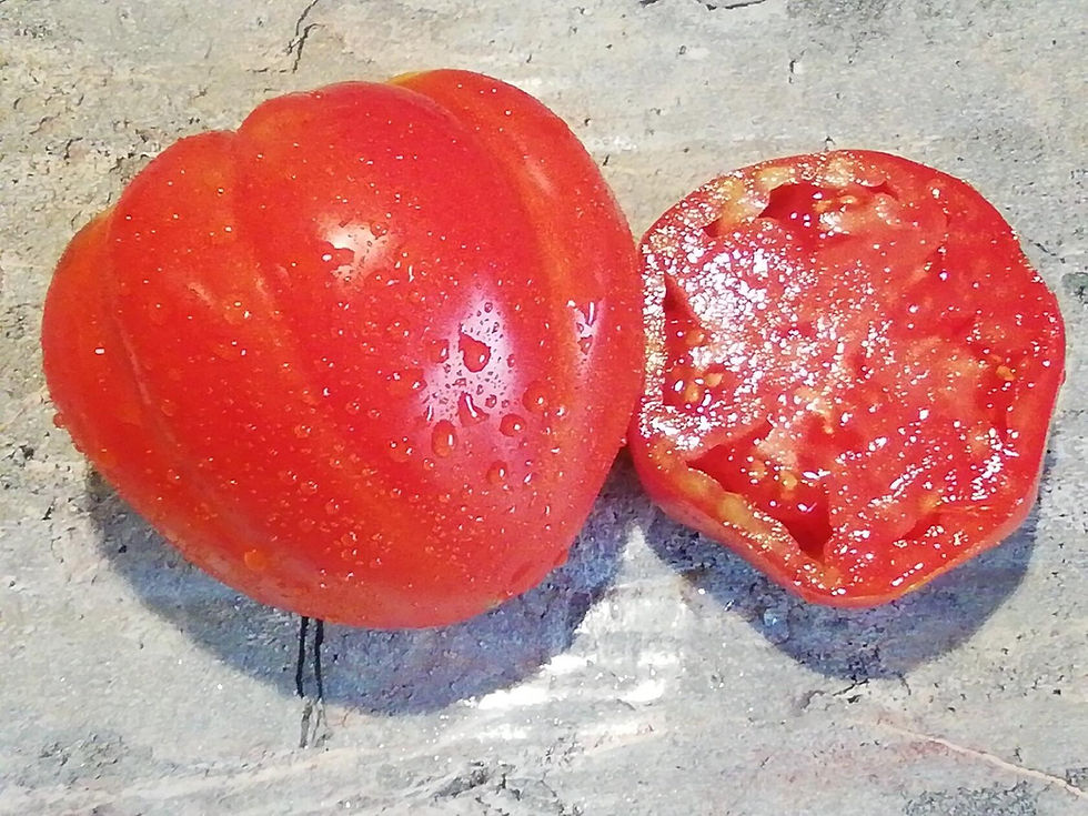 3579 - Bogatyr Богатырь | Tomatoeden