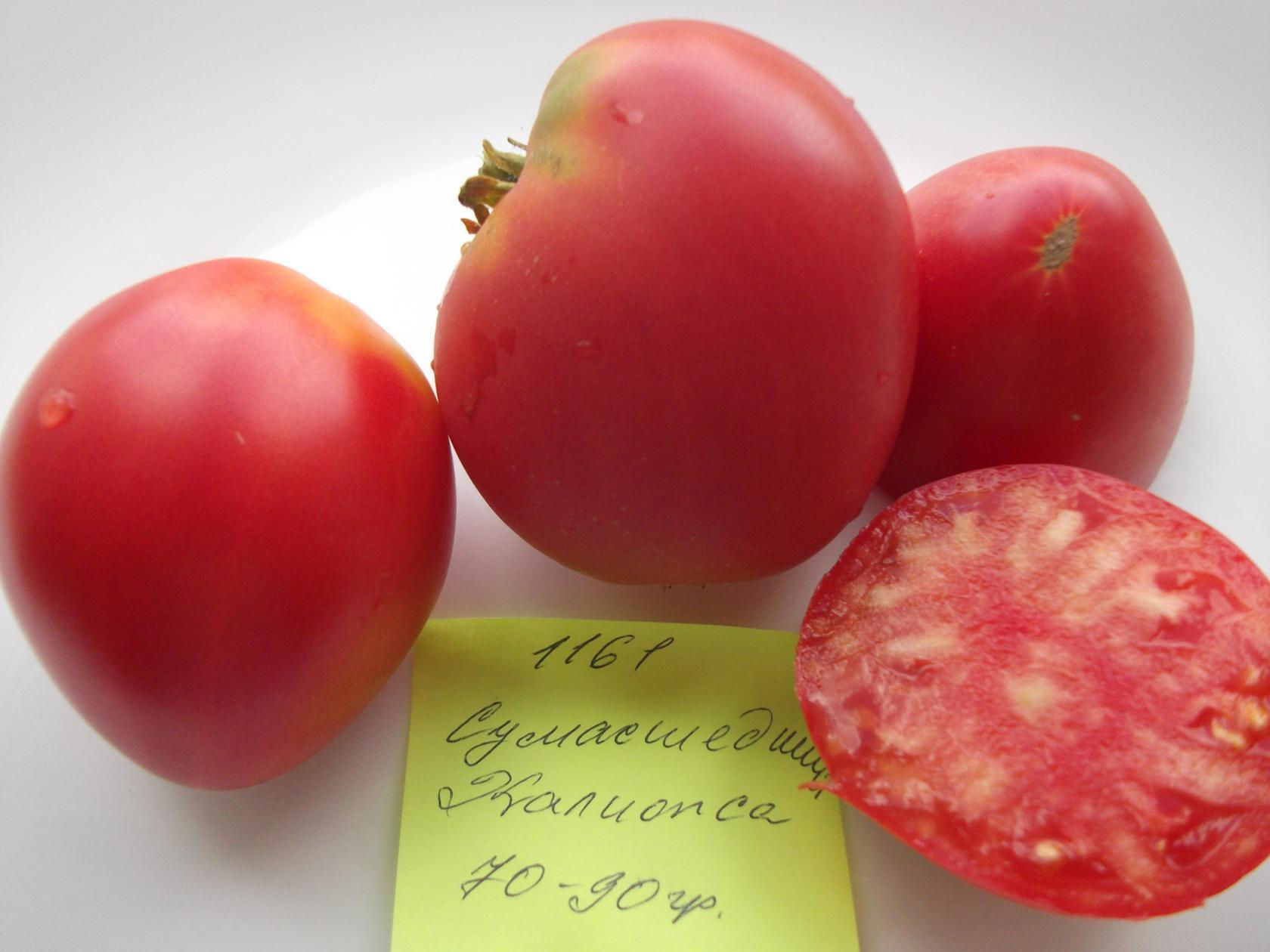 1161- Crazy Calliope Dwarf  / Гном Сумашедший Каллиопа