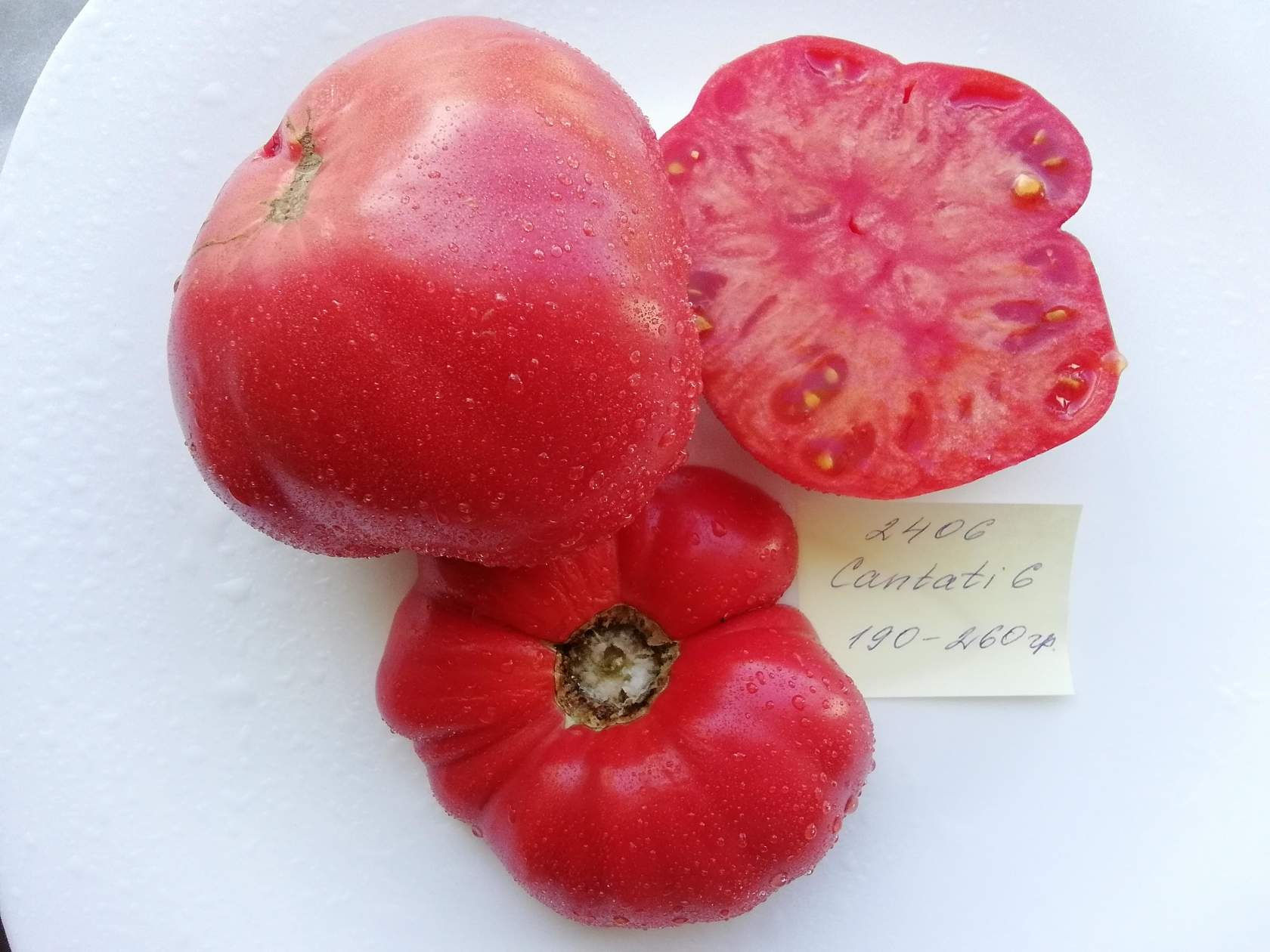 2406 - Cantati 6 \ Кантати 6