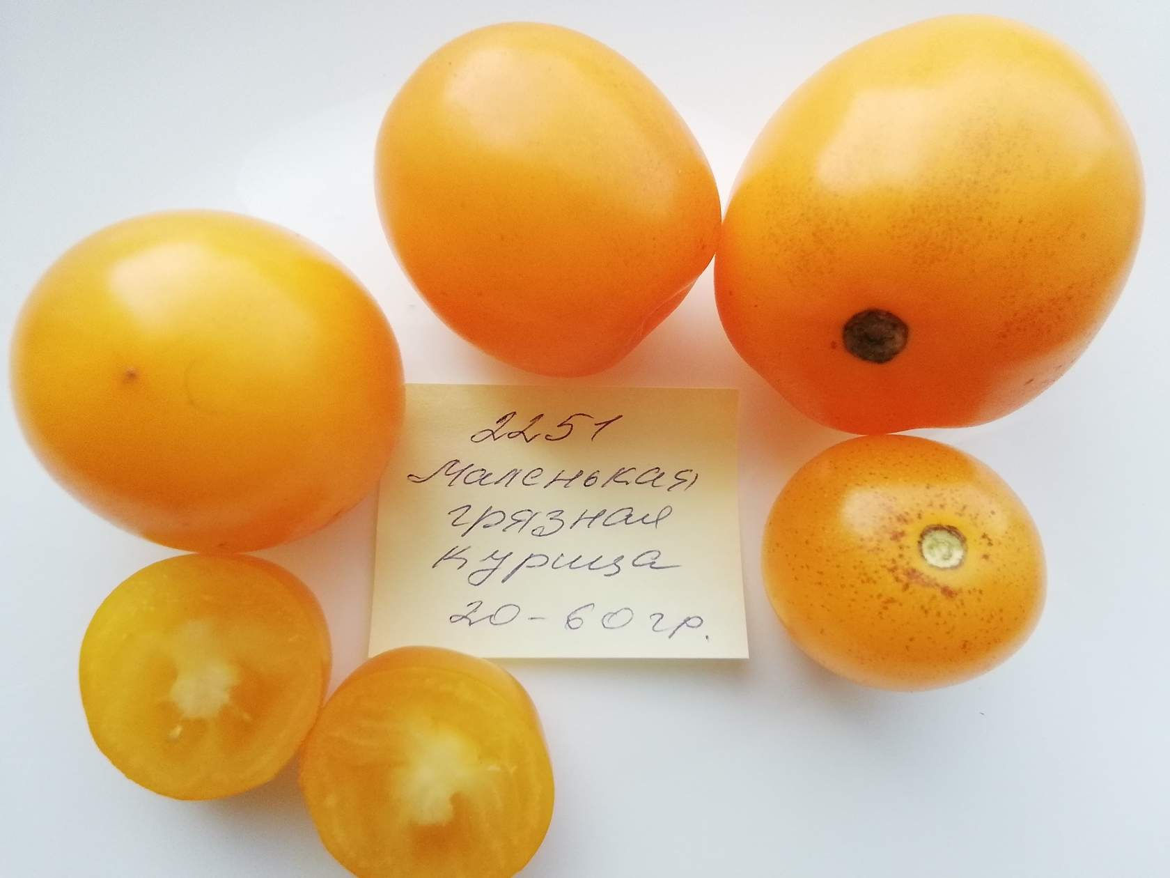 2251 - Little Dirty Chicken \ Маленькая грязная курица