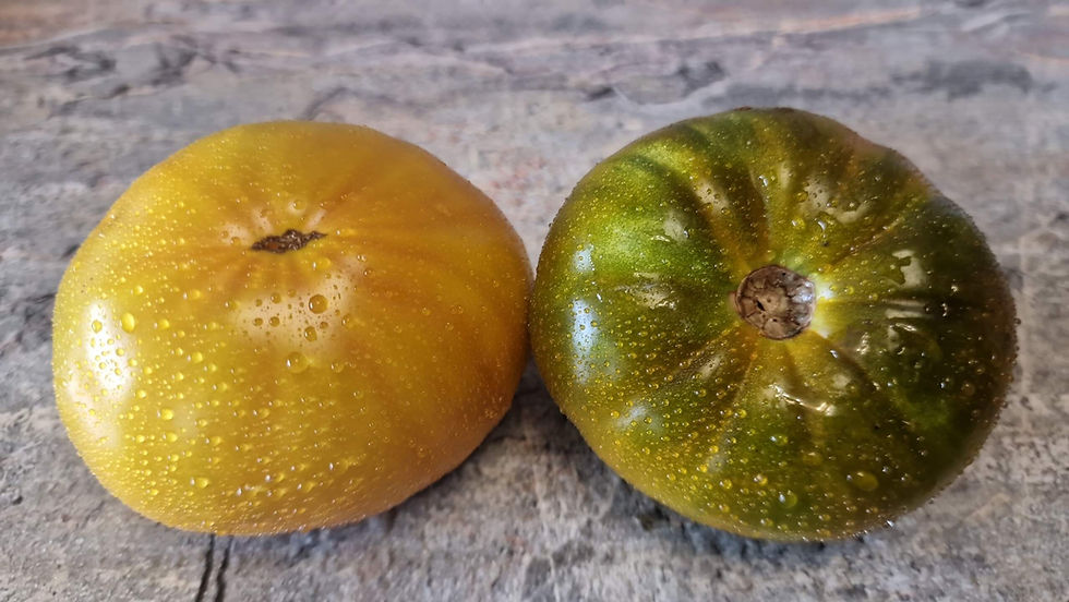 4395 - Gurin 2 / Гурин 2