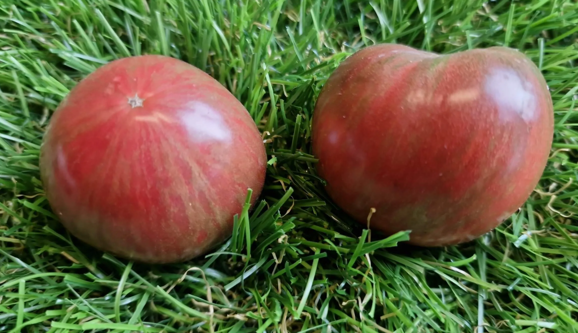 4308 - Dusky Maiden / Сумрачная дева