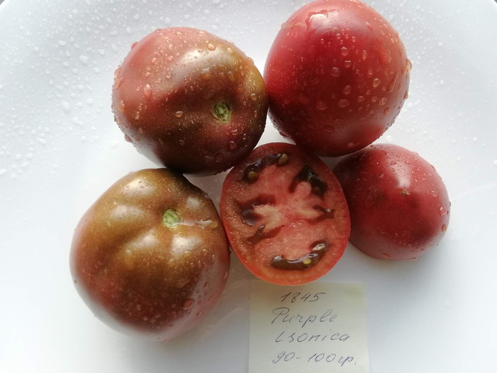 1843- Purpur Isonica   / Фиолетовая Исоника