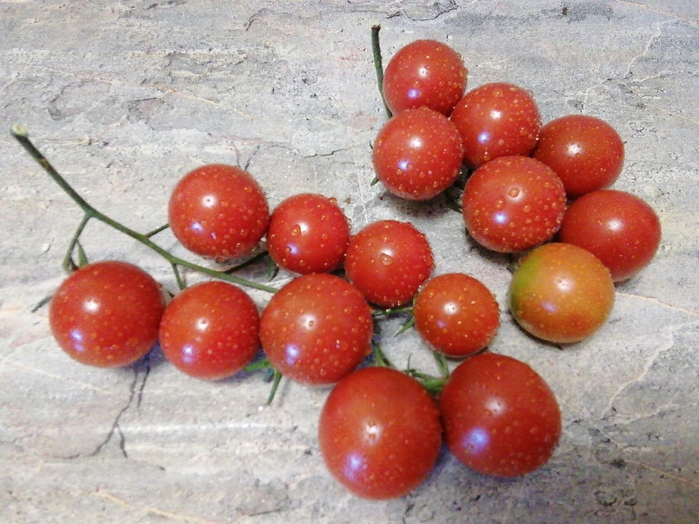 4207 - Chocolate cascade / Каскад шоколадный