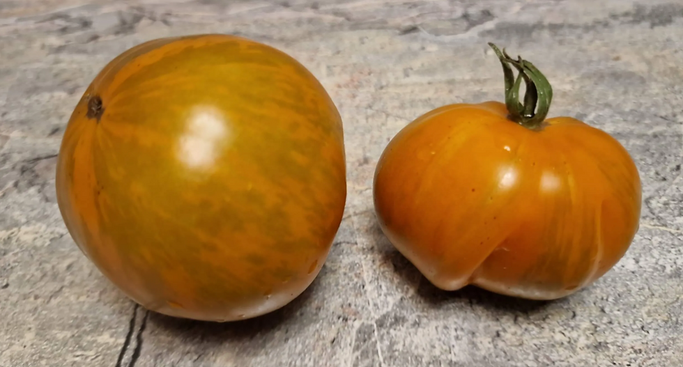 2484 - Cote D’zebra / Французская Зебра