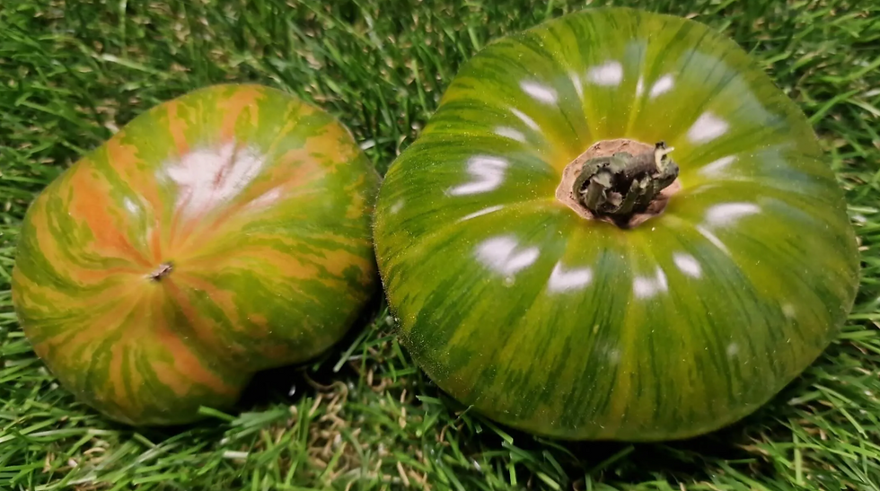 1635 - Summer of Love / Лето любви