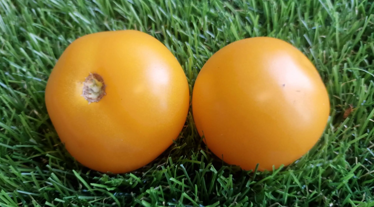 5184 - Mordovian sun / Мордовское солнышко