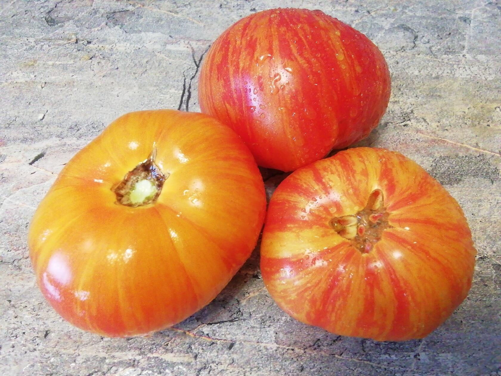 2501- Dwarf DSA / Гном ДСА