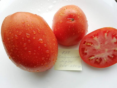 737 - Grandfather Moody \ Дедушка Моуд